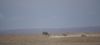 A group of Hyenas chasing a wildebeest in drought torn landscape of Amboselli National Park in Kenya. Taken By David Trepess