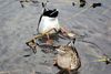 Donald und Daisy