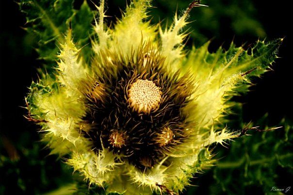 Distel aufgenommen im Skigebiet Schöneben (Vinschgau) auf 200 m ü.d. M. WL von oben geblitzt!