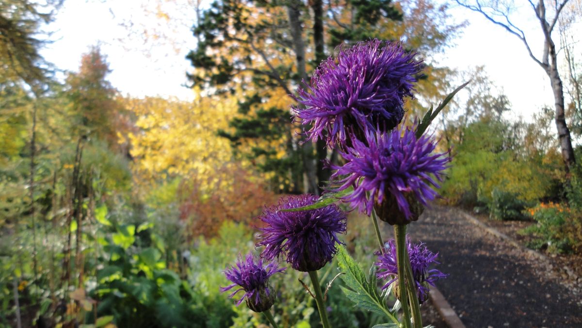 Botanical Gardens in Iceland #1