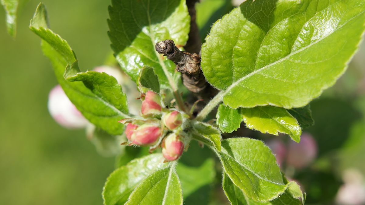 Apple Tree