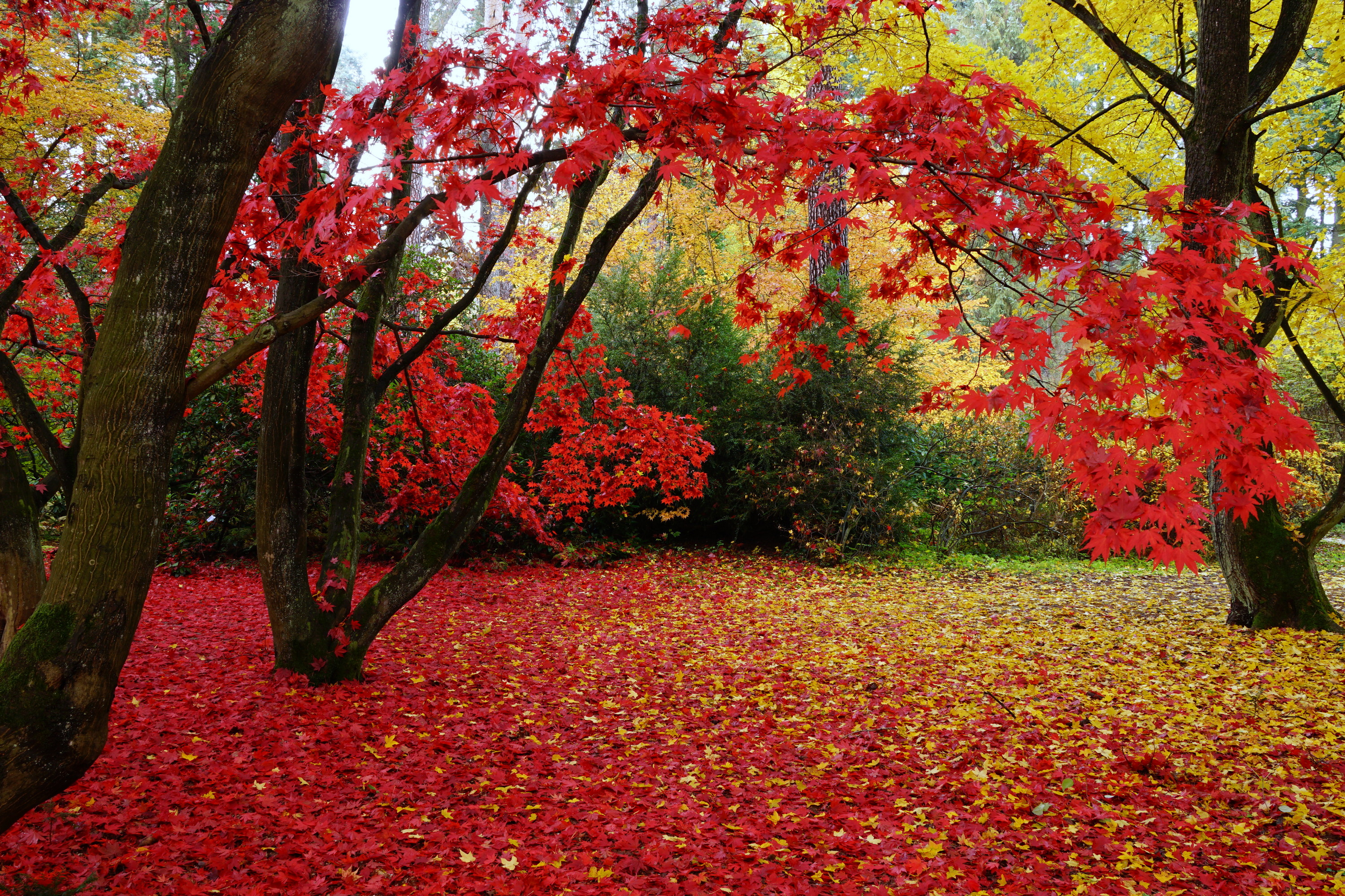 Arboretum