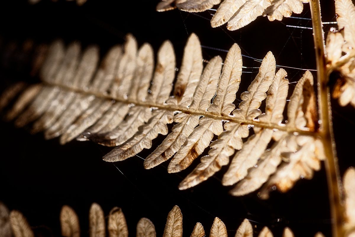 Oktoberspaziergang
lach... für'n Farn hab' ich hier keine kategorie gefunden... ;-D