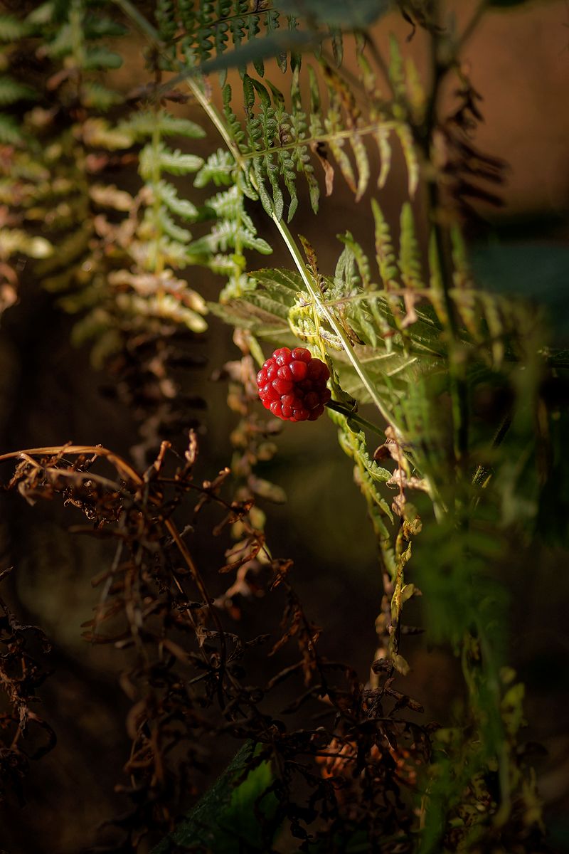 was in diesen tagen im wachstum / in der reife stehen bleibt...