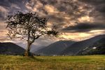 Einsamer Baum am Abend auf der Malser Haide. Die Malser Haide ist ein Schuttkegel in den Südtiroler Alpen. Die Schuttmassen bestehen heute aus blühenden Wiesen und Feldern und reichen von Glurns über Laatsch, Schleis, Burgeis, St. Valentin auf der Haide bis nach Plawenn. Auf dem südlichen Teil des Schuttkegels befindet sich das Dorf Mals. Die Malser Haide gilt als größter Schuttkegel der Alpen. Der Höhenunterschied des Schuttkegels verläuft von 900 m (Glurns) bis auf 1760 m (Plawenner Alm).