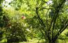 Gartenzauber