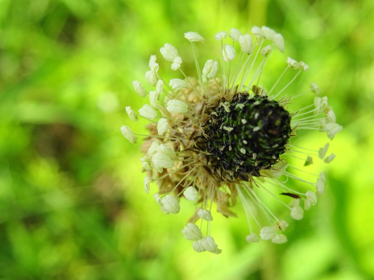 top of a seed pod