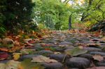 Brücke im herbstlichen Kleid