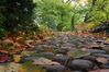 Brücke im herbstlichen Kleid