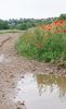 nach dem großen Regen stehen Pfützen und der Mohn blüht!