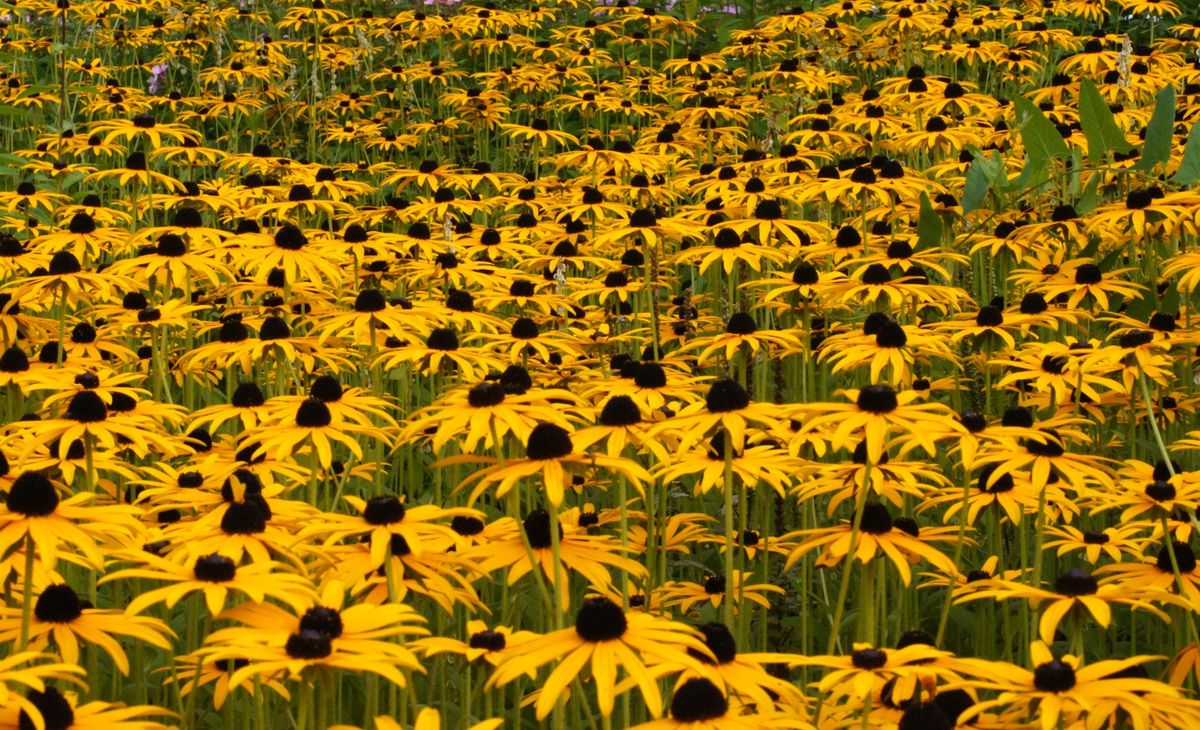 Herbstblumen bei Planten & Blomen; Hamburg