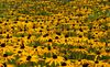 Herbstblumen bei Planten & Blomen; Hamburg