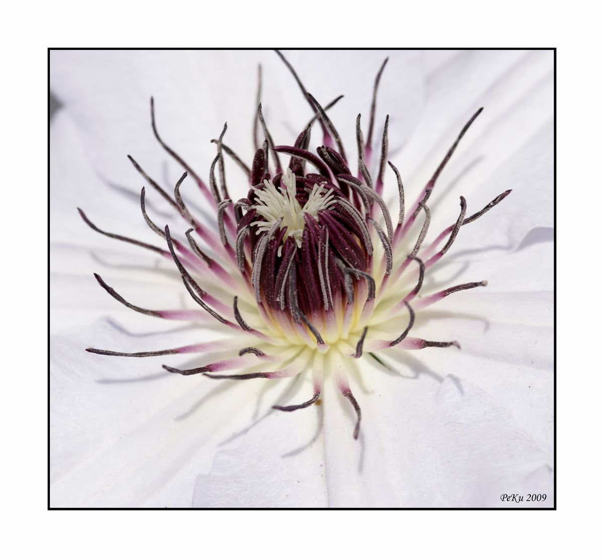 Das innere einer Clematis.