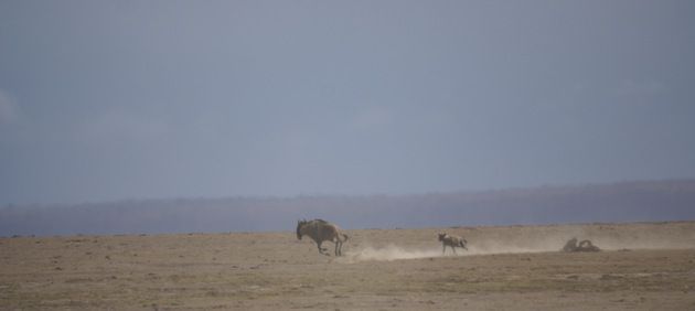 A group of Hyenas chasing a wildebeest in drought torn landscape of Amboselli National Park in Kenya. Taken By David Trepess