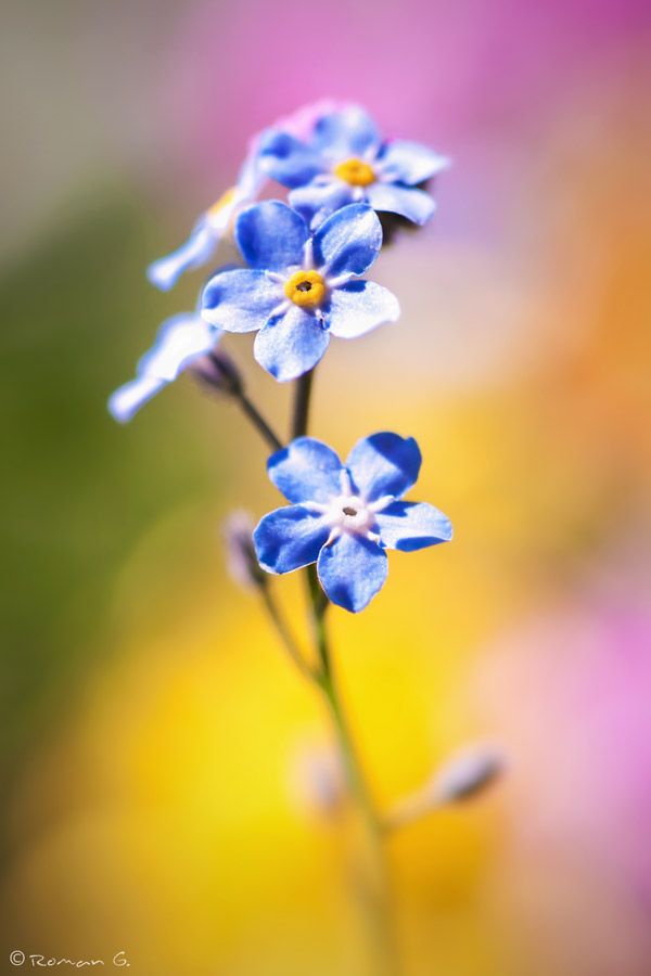 Vergissmeinnicht in der Blumenwiese:

... ich hoffe, dass mich eine bestimmte Person stets in ihrem Herzen trägt, wenn auch nur mehr als guter Freund.