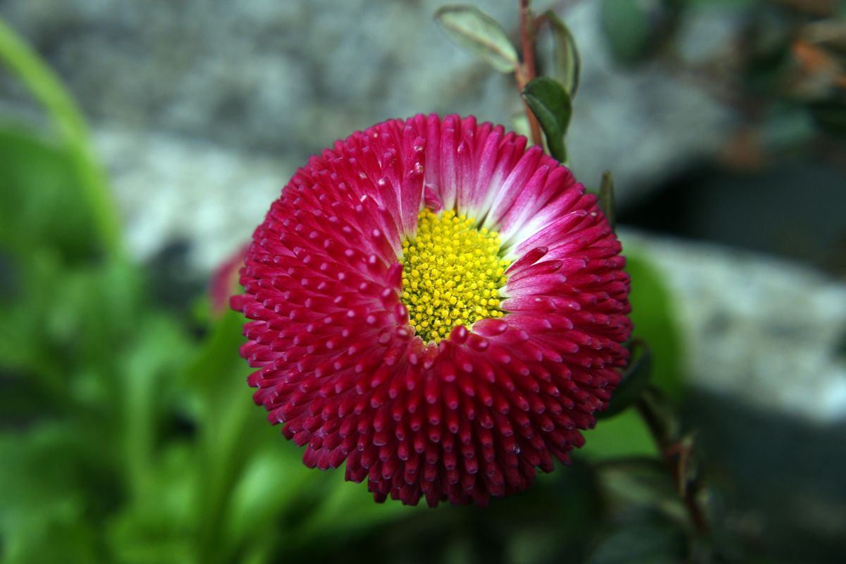 das Tausendschönchen ist vielleicht nach dem Krokus der nächste Frühlingsblüher,oder?