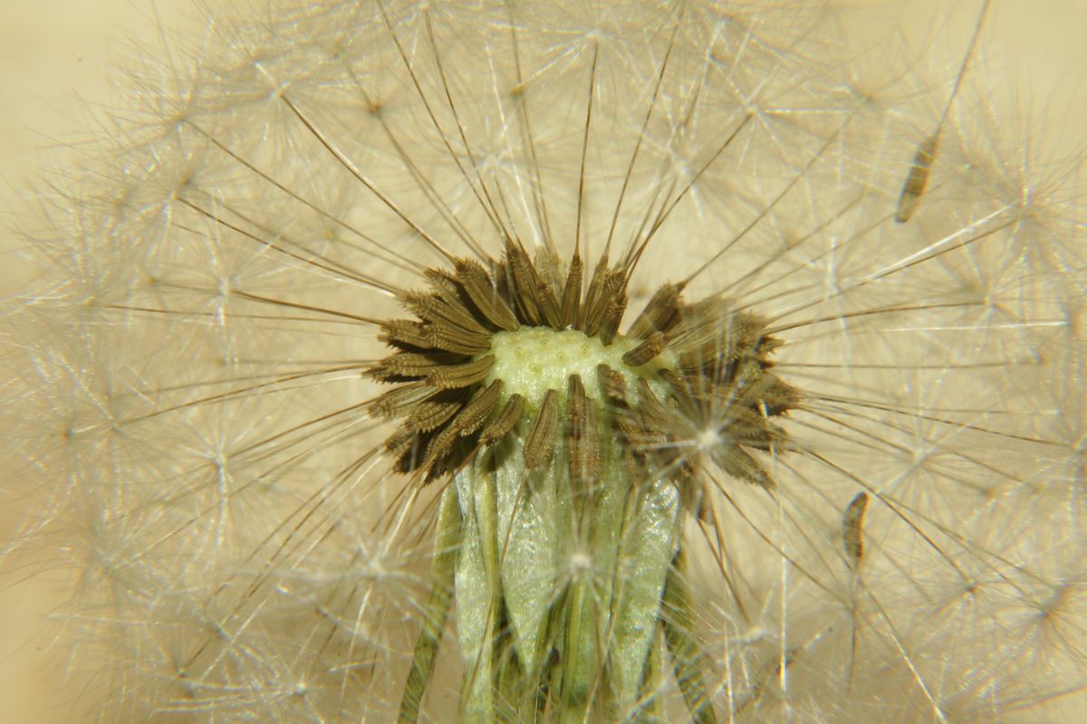 endlich kann man wieder in den Garten gehen, und nach Motiven Ausschau halten,es war ja bis gestern so ein Mist Wetter das es keinen Spaß gemacht hat etwas aufzunehmen,außerdem fehlt ja auch die Sonne zu fotografieren.Vielleicht wird es ja jetzt besser. Jedenfalls ist das eine sogenannte Pusteblume.