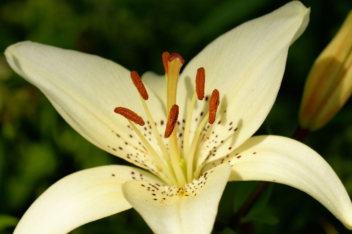 das ist wirklich die letzte Lilie in meinem Garten, die es bis zur Blüte geschafft hat, alle andren wurden vom roten Lilienkäfer vernichtet.