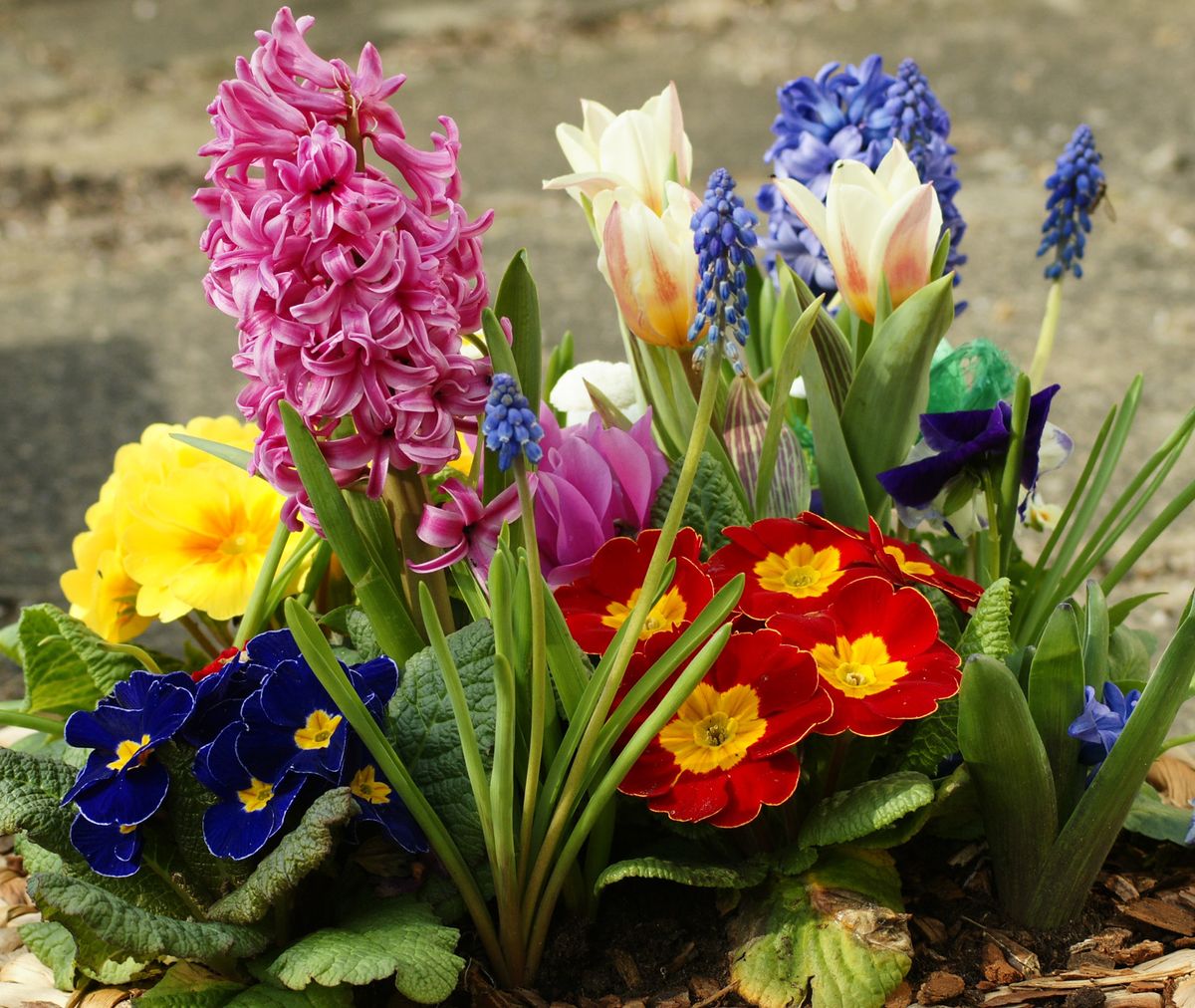 Frohe Ostern für alle Mitglieder dieser Community.
wünscht Lutz