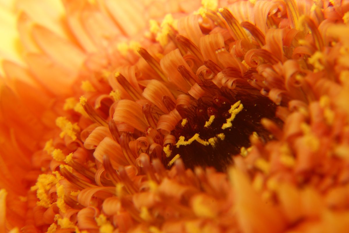 das iat ei Makro von einer Gerbera, die natürlich nicht in meinem Garten wächst. Ich hatte letztens Geb. und habe einen Gerberastrauß bekommen, Das Wetter war nicht so toll, also versucht man eben Innenaufnahmen.