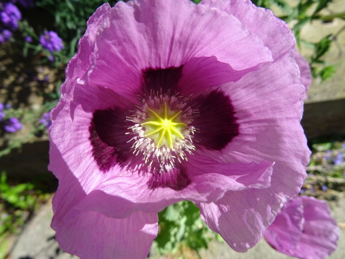 Purple Poppy