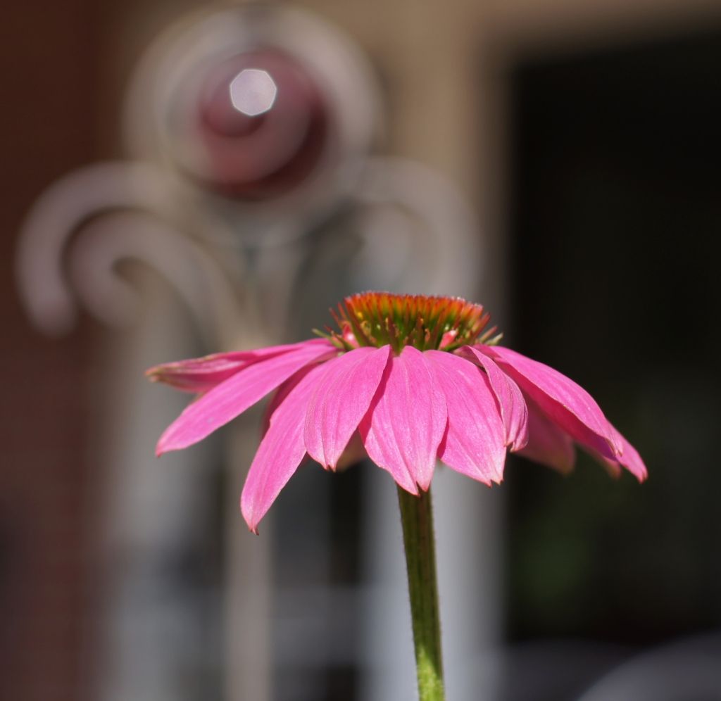 Blume in unserem Garten, 50mm Festbennweite, Sony 1,4