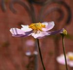 Sommerblumen in unserem Garten