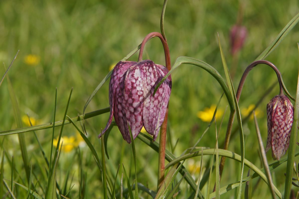 Die seltene Schachbrettblume blüht in der Elbmarsch.