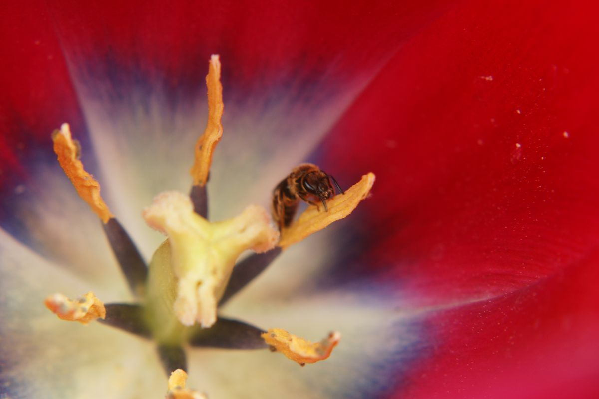 Ich wollte eigentlich nur den Blütenstempel dieser Tulpe aufnehmen,als sich eine kleine Biene dazu gesellte.