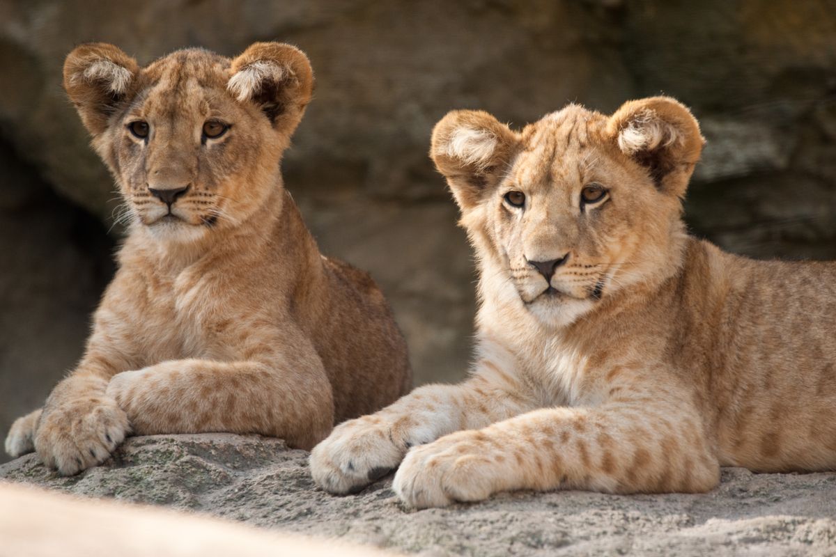 Löwen, Wuppertaler Zoo, Test 70-400mm, durch Scheibe, leichter Beschnitt