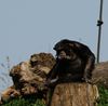 Dieser nachdenkliche Schimpanse stammt aus der Zoom Erlebniswelt in Gelsenkirchen. Ich selbst war von diesem "Zoo" nicht allzu sehr beeindruckt. Er erinnert doch sehr an ein Fort Fun mit Tieren! Trotzdem war dieser Kollege sehr fotogen!