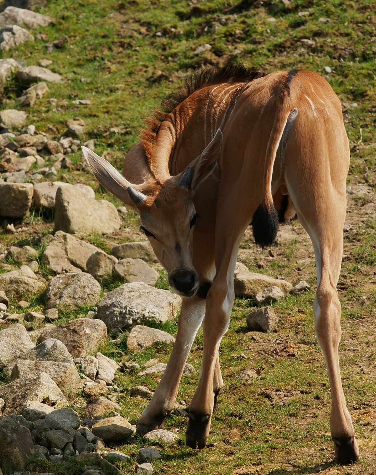 Und wie heißt dieses Tier? Ich würd jetzt mal sagen es ist eine Gazelle oder ein Springbock. Aber irgendwie ist es doch zu dünn für diese beiden Vorschläge? Ich sollte nächste mal die Schilder der Tiere gleich mitfotografieren so scheint es mir ... ;))