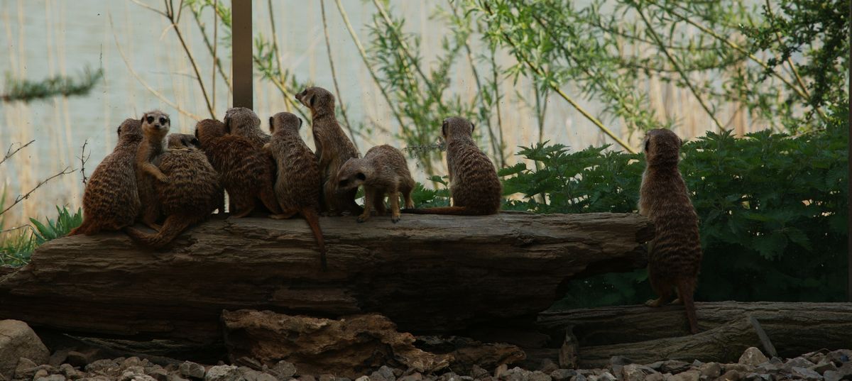 Auch aus der Zoom Erlebniswelt in Gelsenkirchen! Die "Safari Landschaft" war das einzige was mich in dem "Zoo" begeistert hat. Eine wirklich große Anlage mit vielen unterschiedlichen Savannentieren, die alle zusammen in einem großen Gehege leben! Hinter dem Erdmännchengehege verlief ein Fluß wo man Bot fahren konnte - einmal durch das ganze Gehege! Das war anscheinend sehr spannend für die Kleinen..