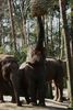 Elefanten aus "Burger's Zoo", Arnheim, Holland. 3 Stück leben dort im Zoo, naja vieleicht 2 1/2, weil einer von denen - der ganz rechts im Bild - ziemlich dünn und ist!