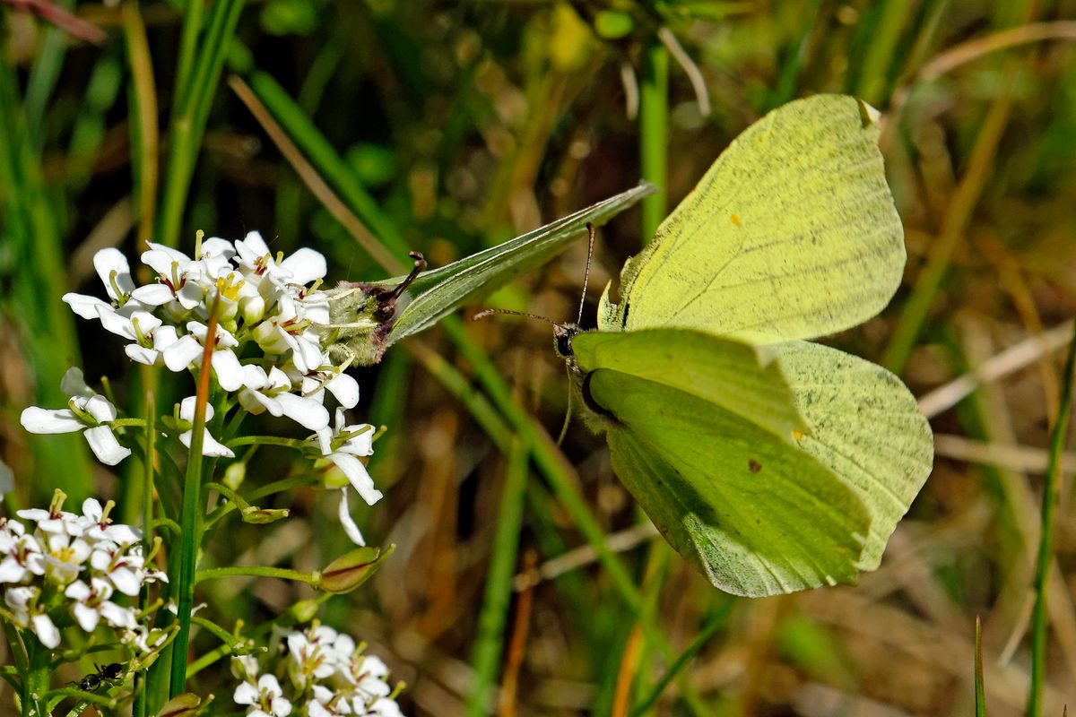 Der Wissenschaftlicher Name lautet: Gonepteryx rhamni