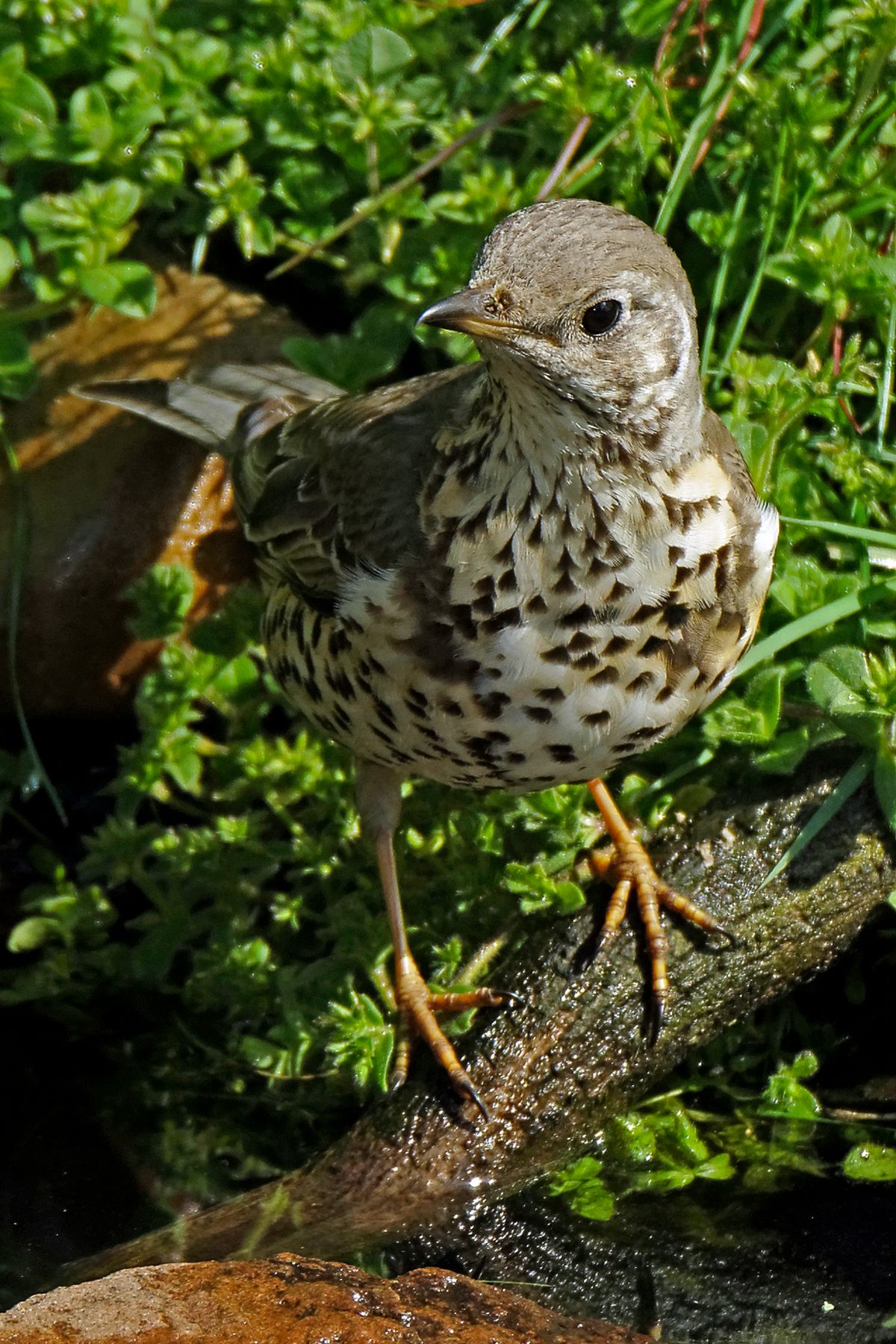 Der Wissenschaftlicher Name lautet : Turdus philomelos