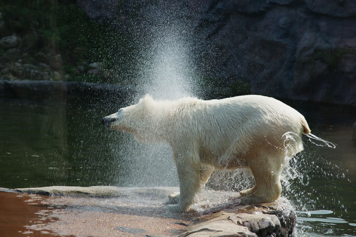 Na wie das Tier heißt weiß ich wohl! Stammend auch aus der Zoom Erlebniswelt, die insgesamt 3 Eisbären beheimatet wovon 2 in einem Gehege und einer alleine in einem anderen Gehege lebt. Wieso? Keine Ahnung! Die einzelne heißt Antonia und ist etwas kleinwüchsig! Morgen wird auch von dieser Dame ein Foto hochgestellt!