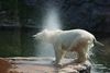 Na wie das Tier heißt weiß ich wohl! Stammend auch aus der Zoom Erlebniswelt, die insgesamt 3 Eisbären beheimatet wovon 2 in einem Gehege und einer alleine in einem anderen Gehege lebt. Wieso? Keine Ahnung! Die einzelne heißt Antonia und ist etwas kleinwüchsig! Morgen wird auch von dieser Dame ein Foto hochgestellt!