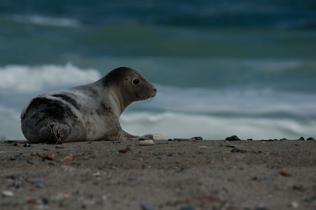 when i was for a trip to the gannets , there was also a small beach with sealions