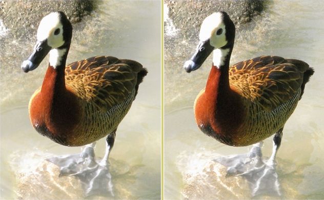 Left and Right 3D images.  To view the 3D image, cross your eyes until you create a third image inbetween the two, then focus on the new third image, and the 3D effect will present itself!