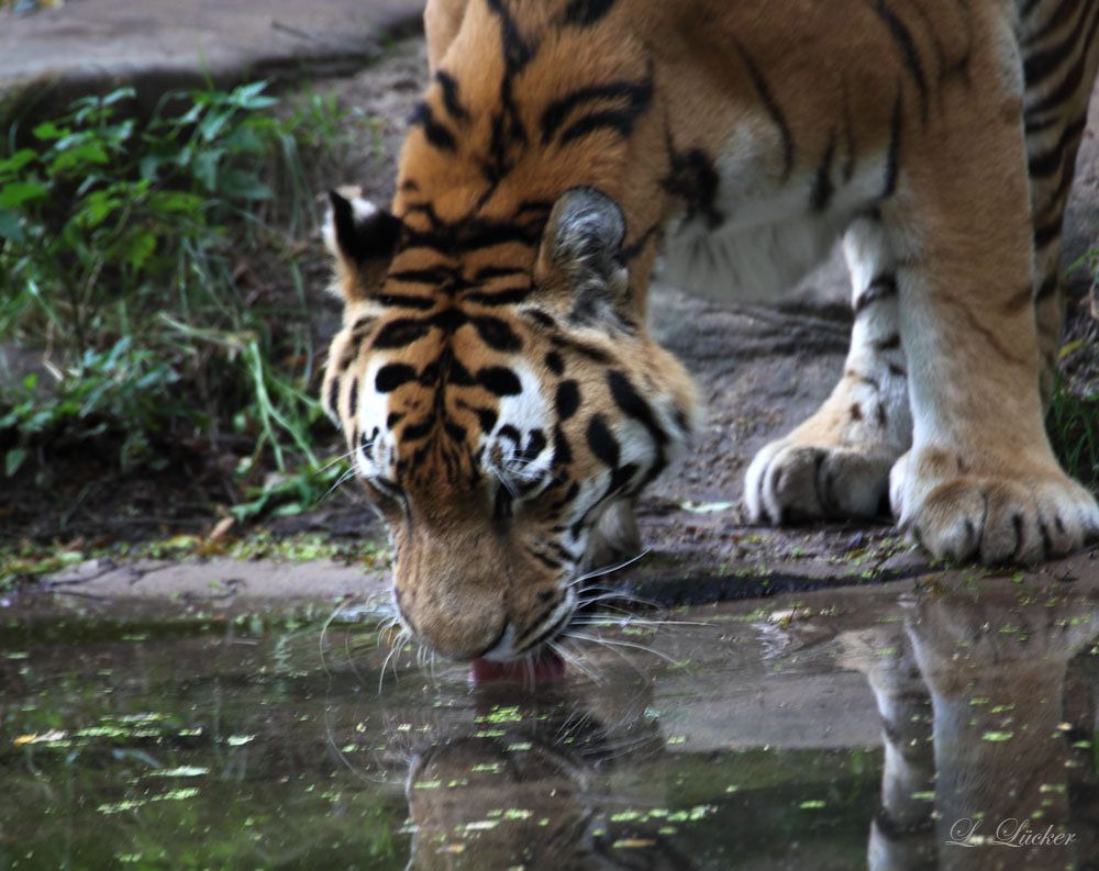 Zoo Nürnberg