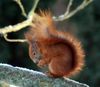 Das Eichhörnchen knackt eine Walnuss.