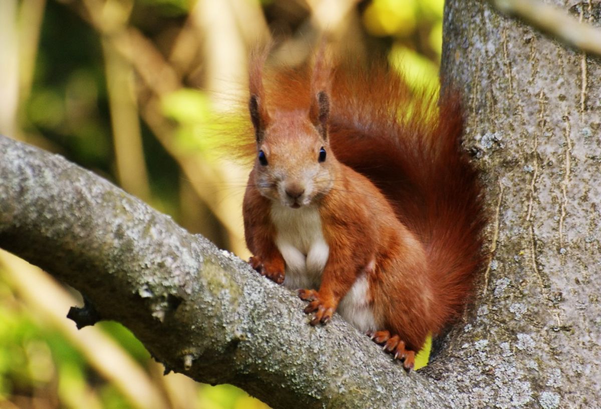 Das Eichhörnchen hat mich gesehen und wartet ab,was ich mache.