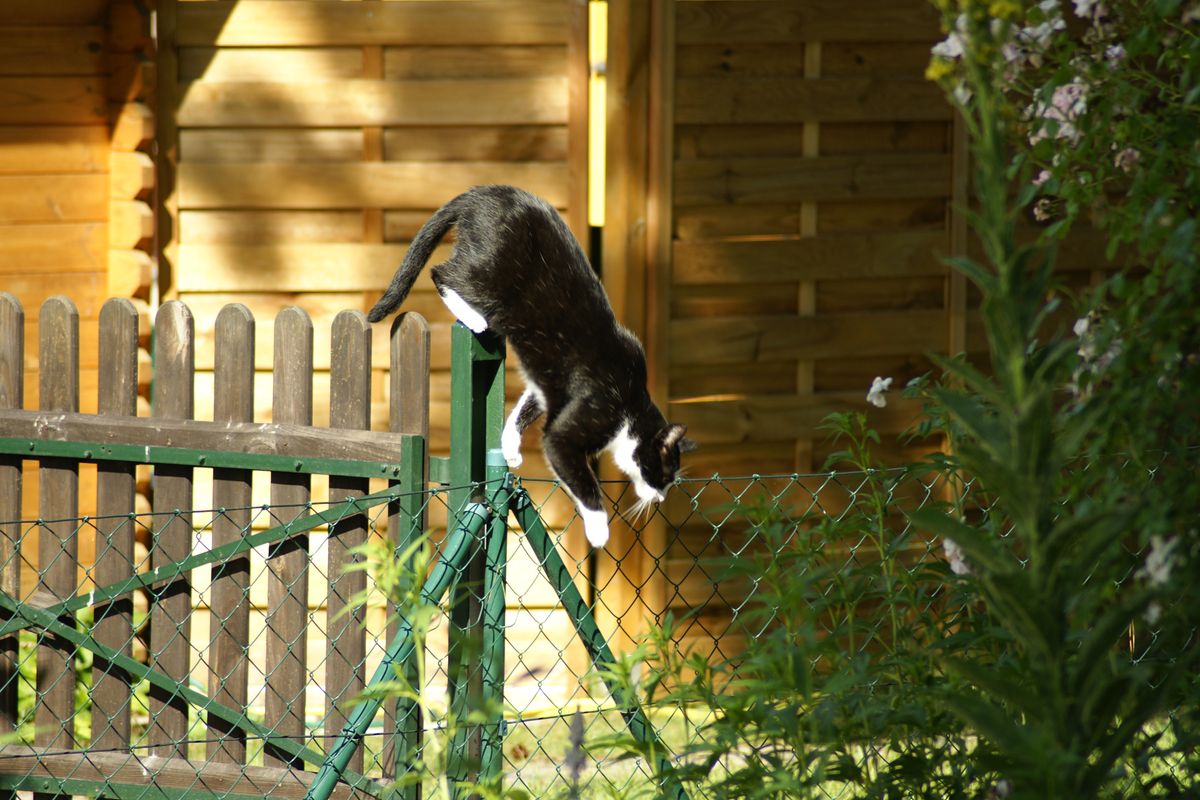 Nachbar`s Katze ist mal wieder auf der Jagd nach jungen Meisen, die vor kurzem flügge geworden ist.