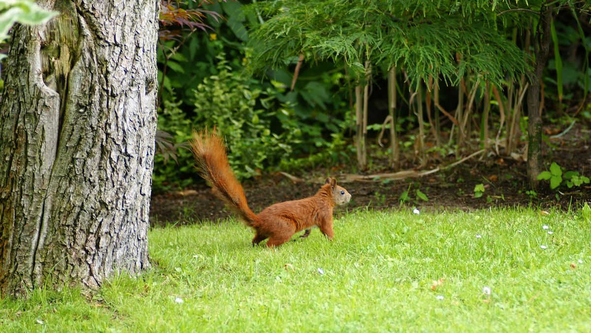 gestern hatte ich wieder mal Besuch. Hab schon gedacht das in diesem Jahr gar kein Eichkater mehr kommt. Dabei geht es ihnen immer gut bei mir. Sie bekommen Nüsse und andere Leckerbissen.