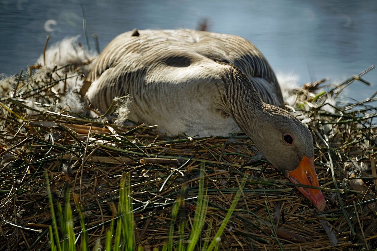 Eine brütende Graugans (Anser anser) in ihrem Nest. An dem Donut Bokeh lässt sich erkennen, das es sich beim Aufnahme Objektiv um ein Spiegelobjektiv (500MM F8 REFLEX) handelt.