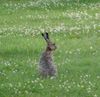 Unerwartet lief mir dieser Hase über den Weg.