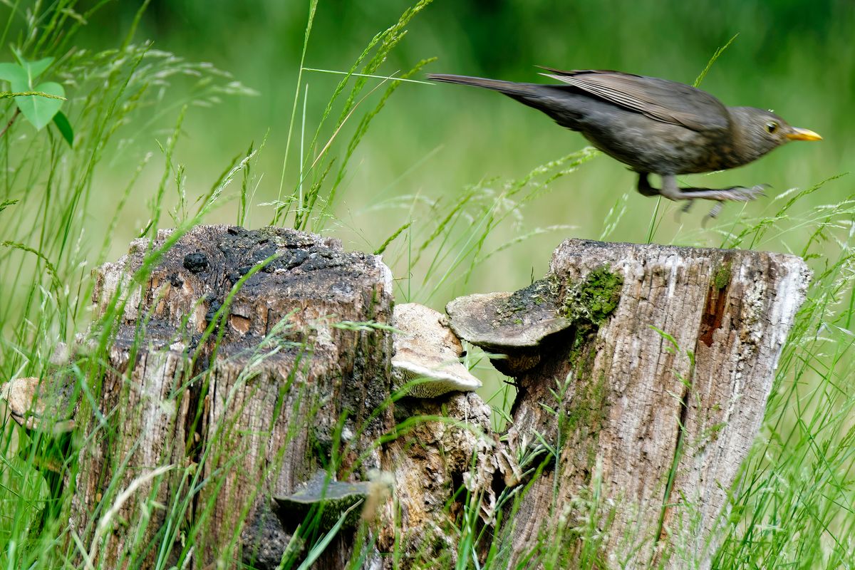 Dass die Amselmännchen schwarz sind,  ist allgemein bekannt. Aber die Amselweibchen sehen in ihrem braun gefleckten Federkleid anderen Drosselarten zum Verwechseln ähnlich.