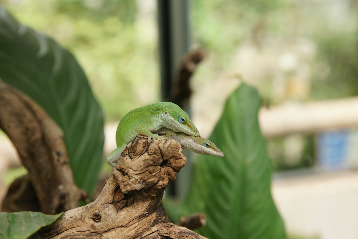 Bei einem Besuch im Dortmunder Zoo habe ich diese beiden Wesen bei einer doch sehr privaten Sache entdeckt..