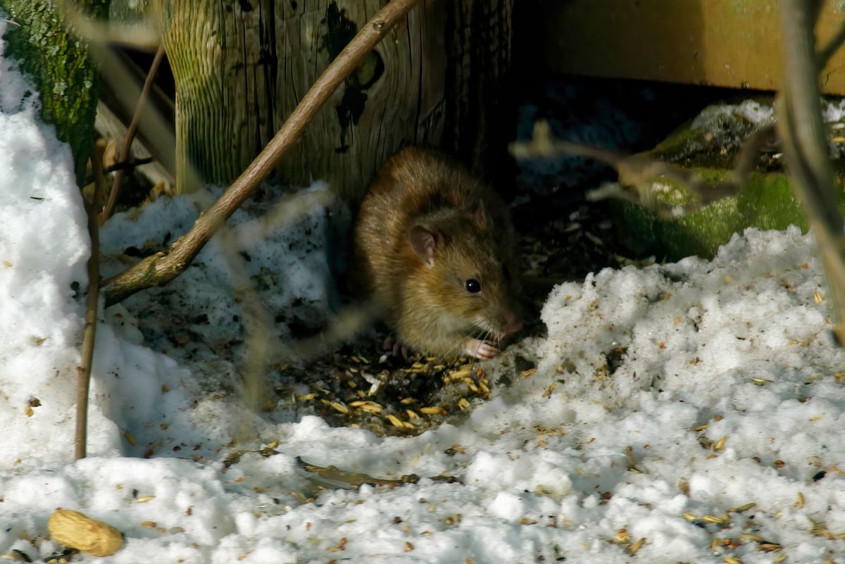 Eine Ratte sucht nach Vogelfutter, das die Vögel in ihrer Futterstation eine Etage höher verloren haben.